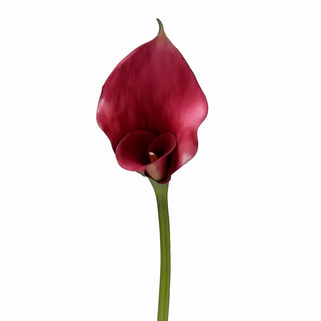 sia-noah-tige-arum-75-cm-fleur-artificielle-blanc-premium image 1