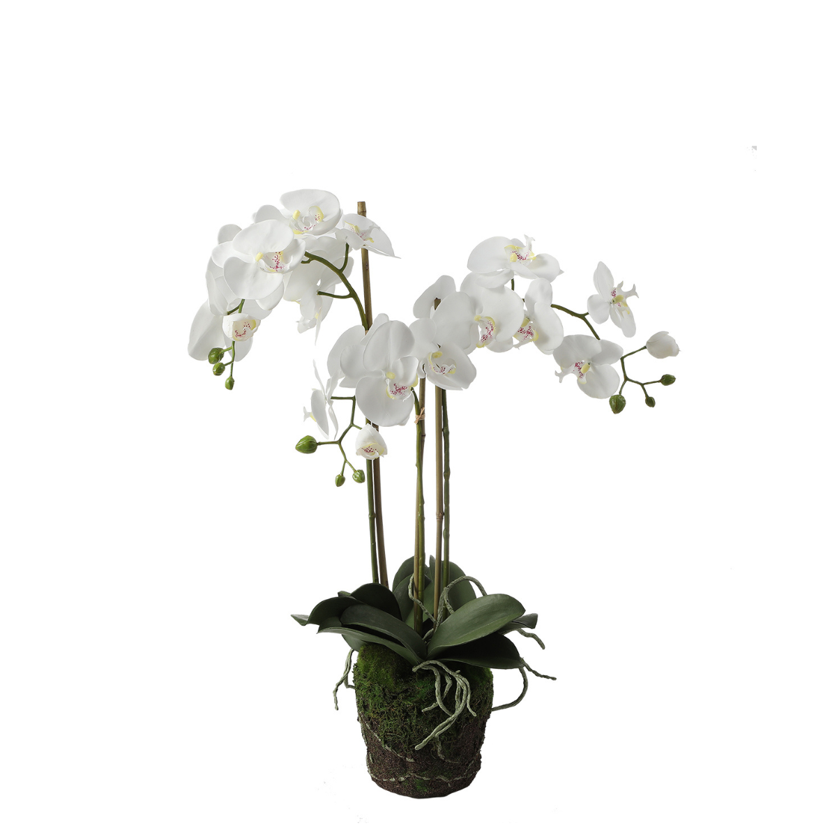 sia-noah-orchid-e-artificielle-terre-75-cm-blanc-phalaenopsis image 1
