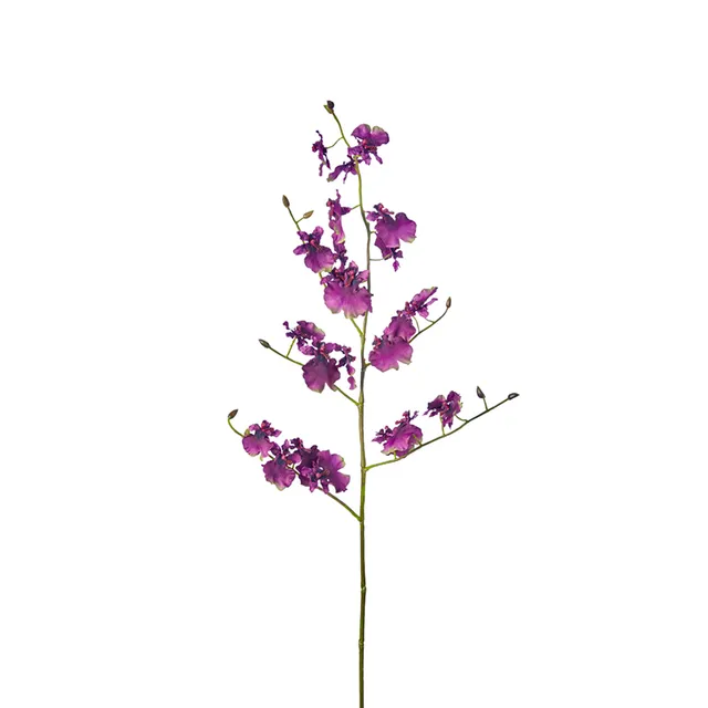 sia-noah-tige-orchid-e-oncidium-violette-94-cm image 1
