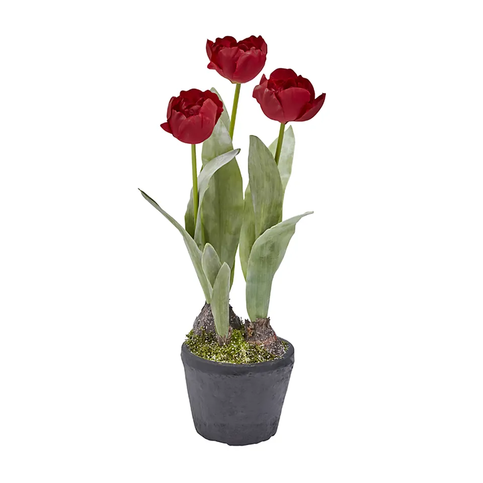 sia-deco-noah-tulipes-givr-es-en-pot-46-cm-blanc image 1