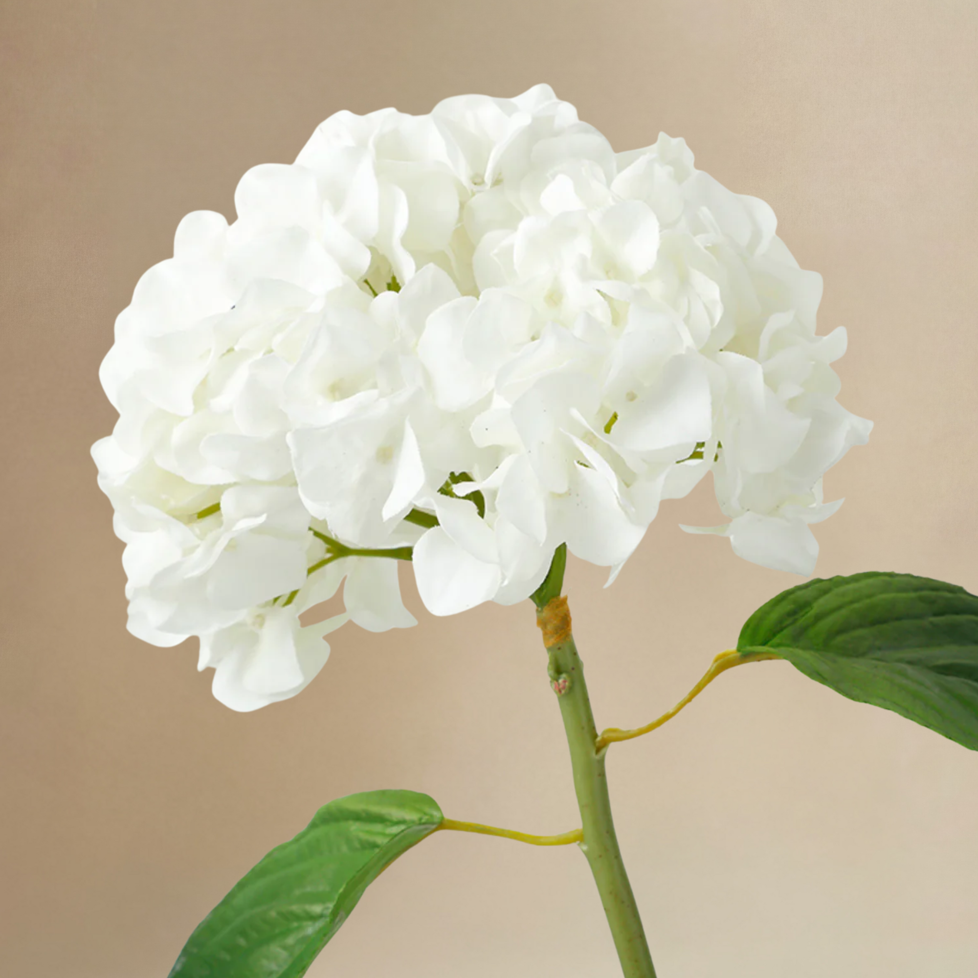 sia-noah-bouquet-hortensias-lora-blanc-vert-7-tiges image 5