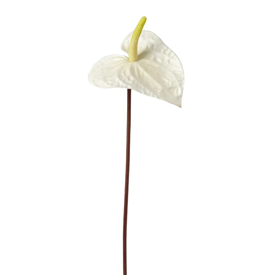 sia-noah-anthurium-painters-palette-fleur-blanche-67-cm image 1
