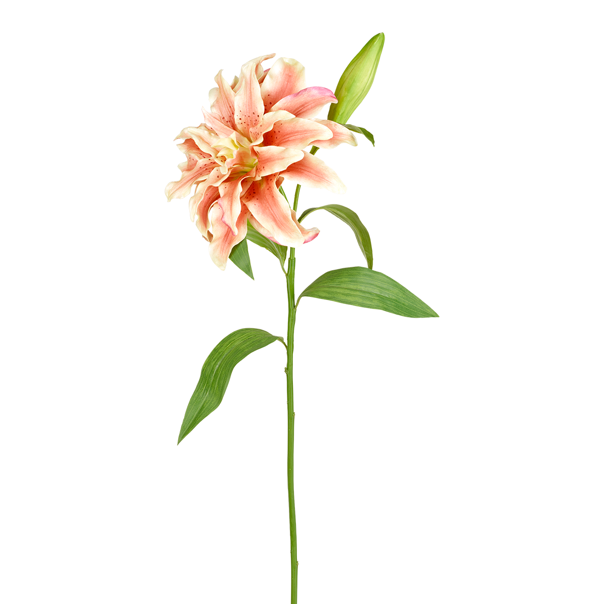 sia-noah-lys-oriental-double-tige-70-cm-orange-cr-me image 1