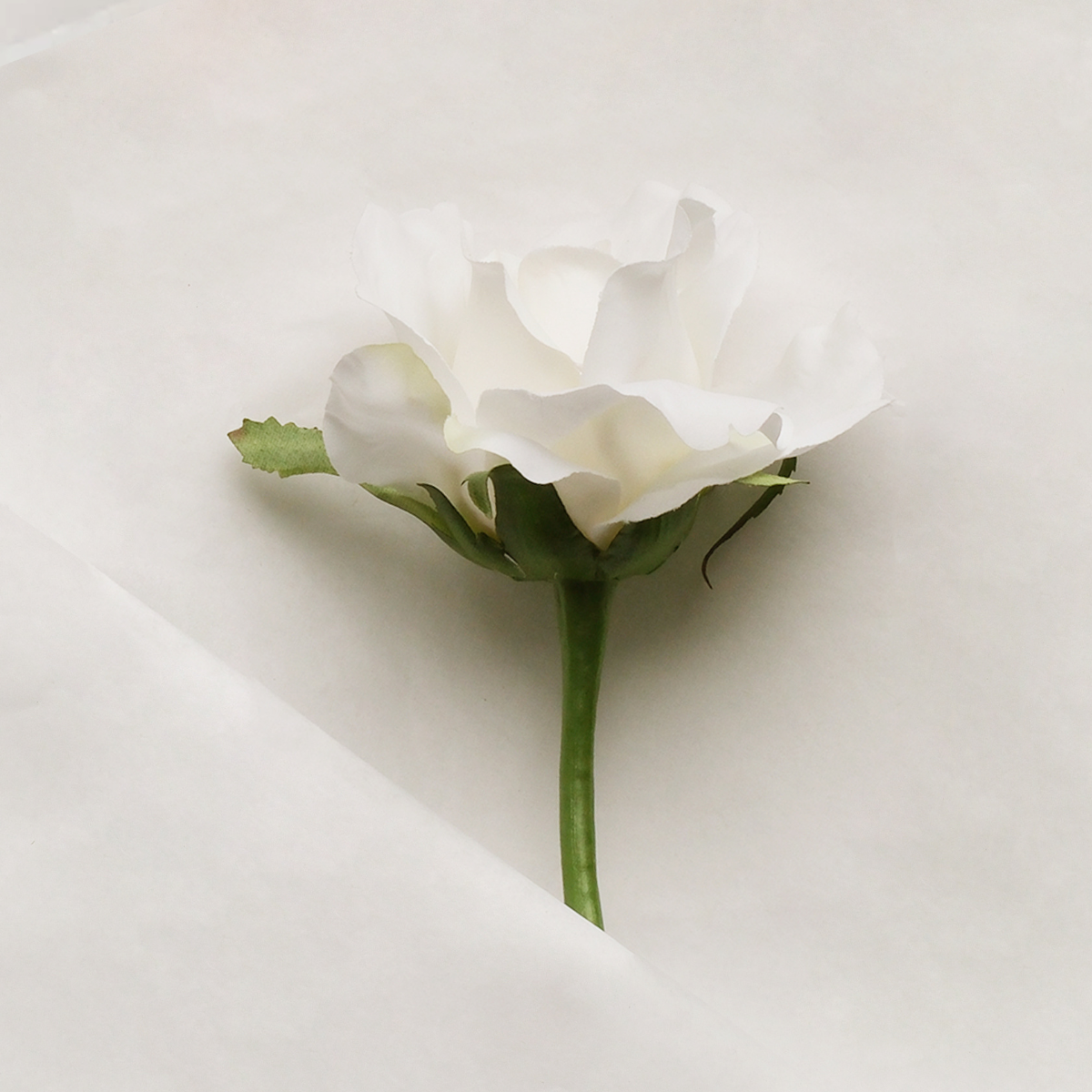 sia-noah-tige-rose-maria-ferm-e-32-cm-rose image 7