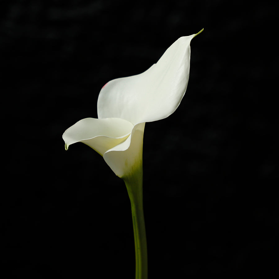 sia-noah-tige-arum-75-cm-fleur-artificielle-blanc-premium image 8