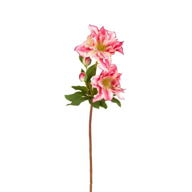 sia-noah-tige-helleborus-niger-40-cm-fleur-rose-no-l image 1