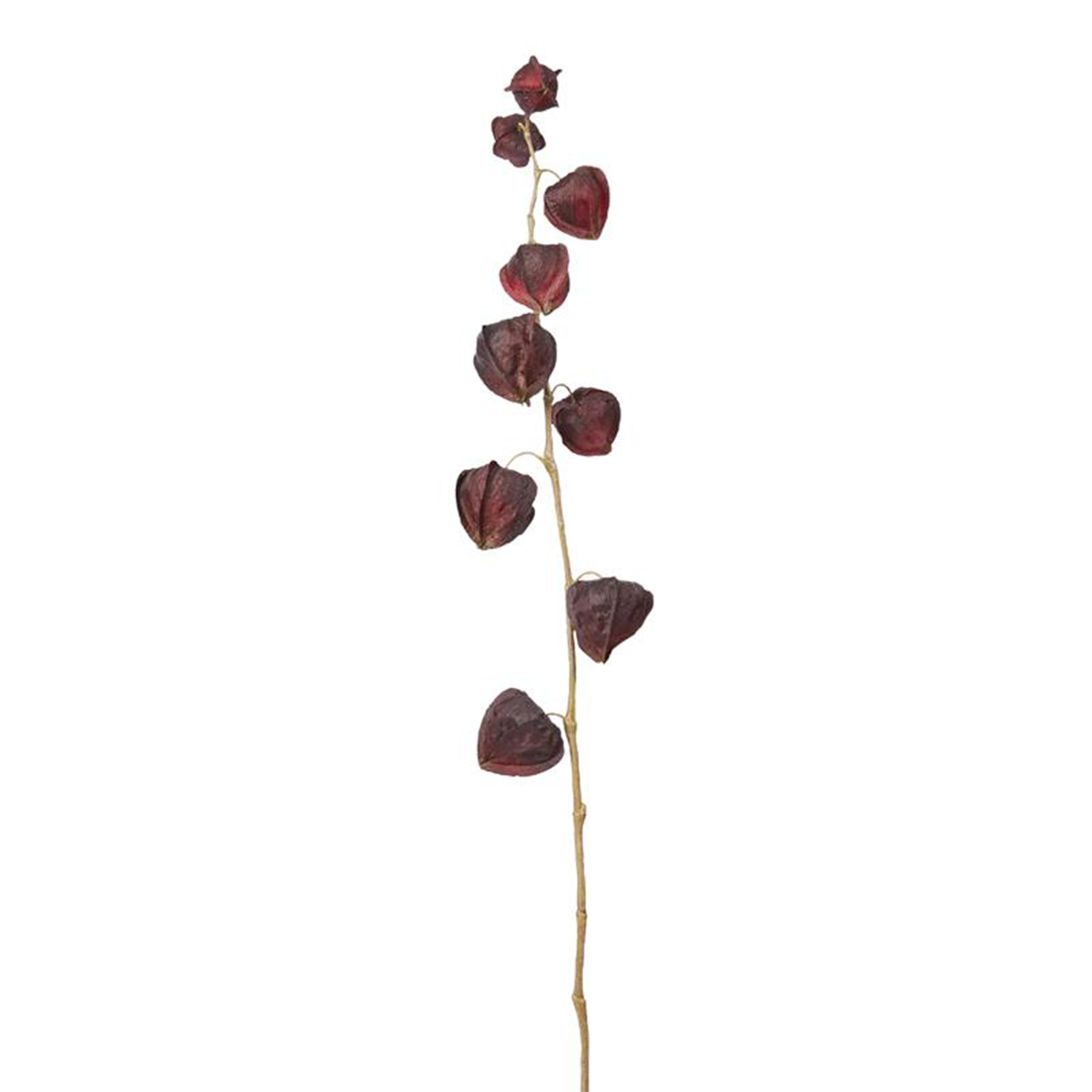 sia-noah-tige-physalis-rose-54-cm-fleur image 3
