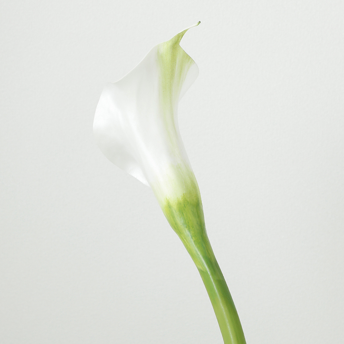 sia-deco-noah-tige-arum-artificielle-75cm-blanc image 4