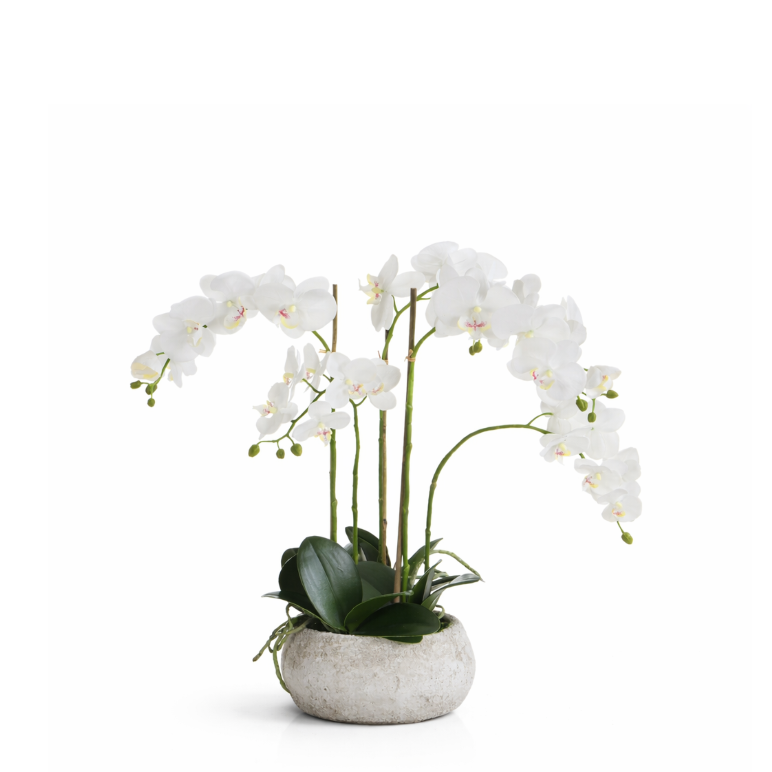 sia-noah-composition-orchid-e-serena-blanche-60-cm image 1