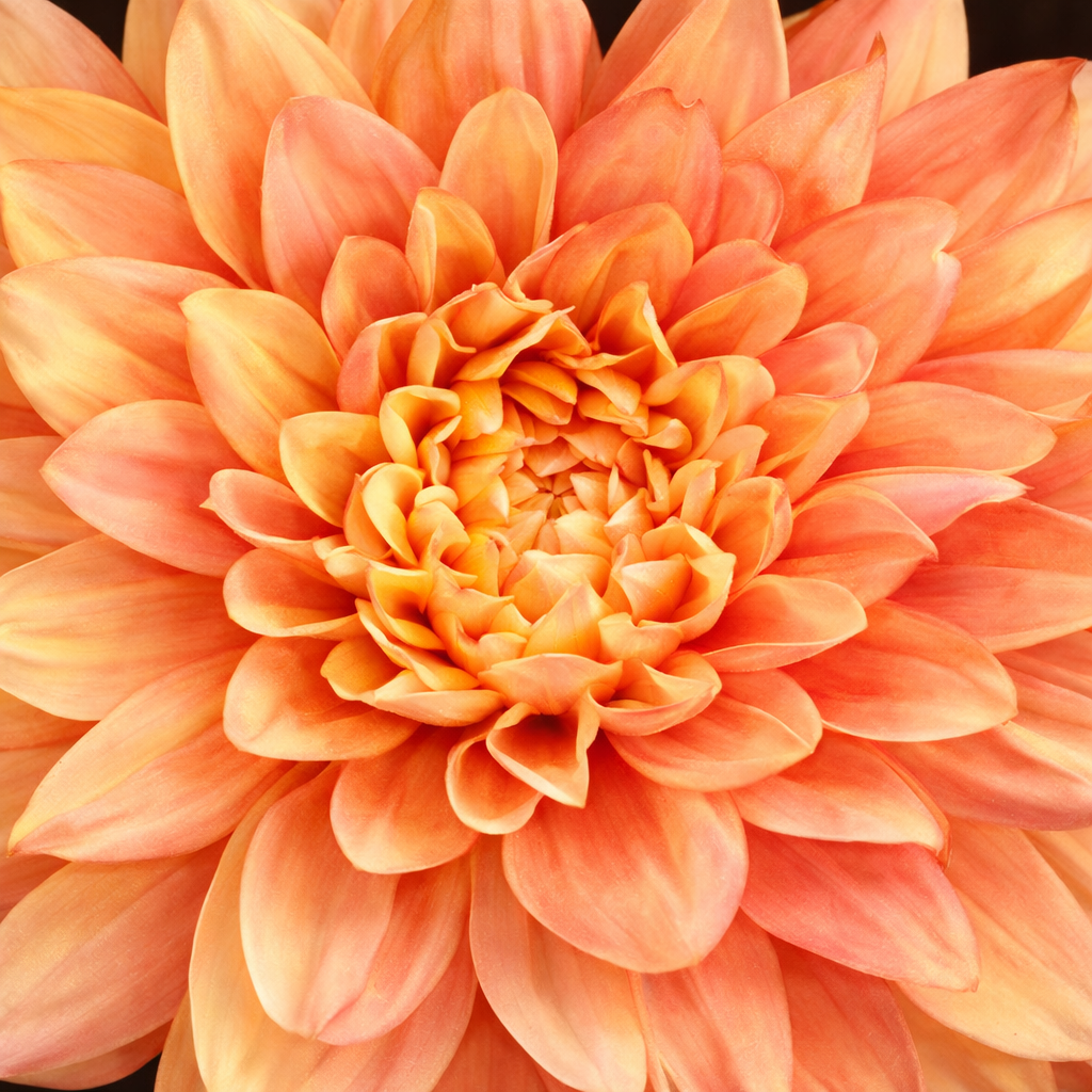 sia-deco-noah-tige-dahlia-premium-70-cm-orange-corail image 3