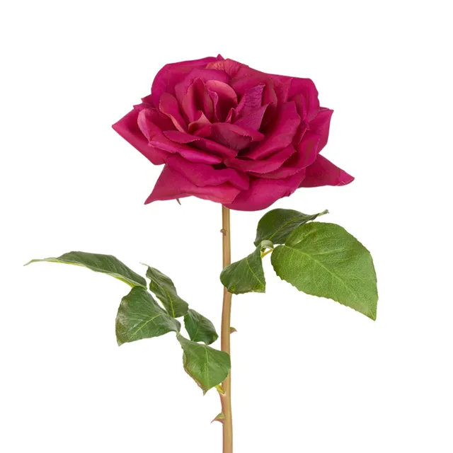 sia-noah-tige-rose-premium-framboise-50-cm image 1