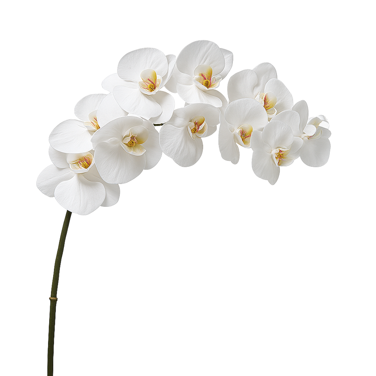 sia-deco-noah-tige-orchid-e-blanche-100cm-premium image 1