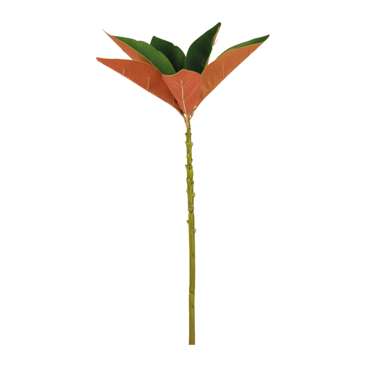 sia-noah-tige-magnolia-grandiflora-vert-60-cm image 1