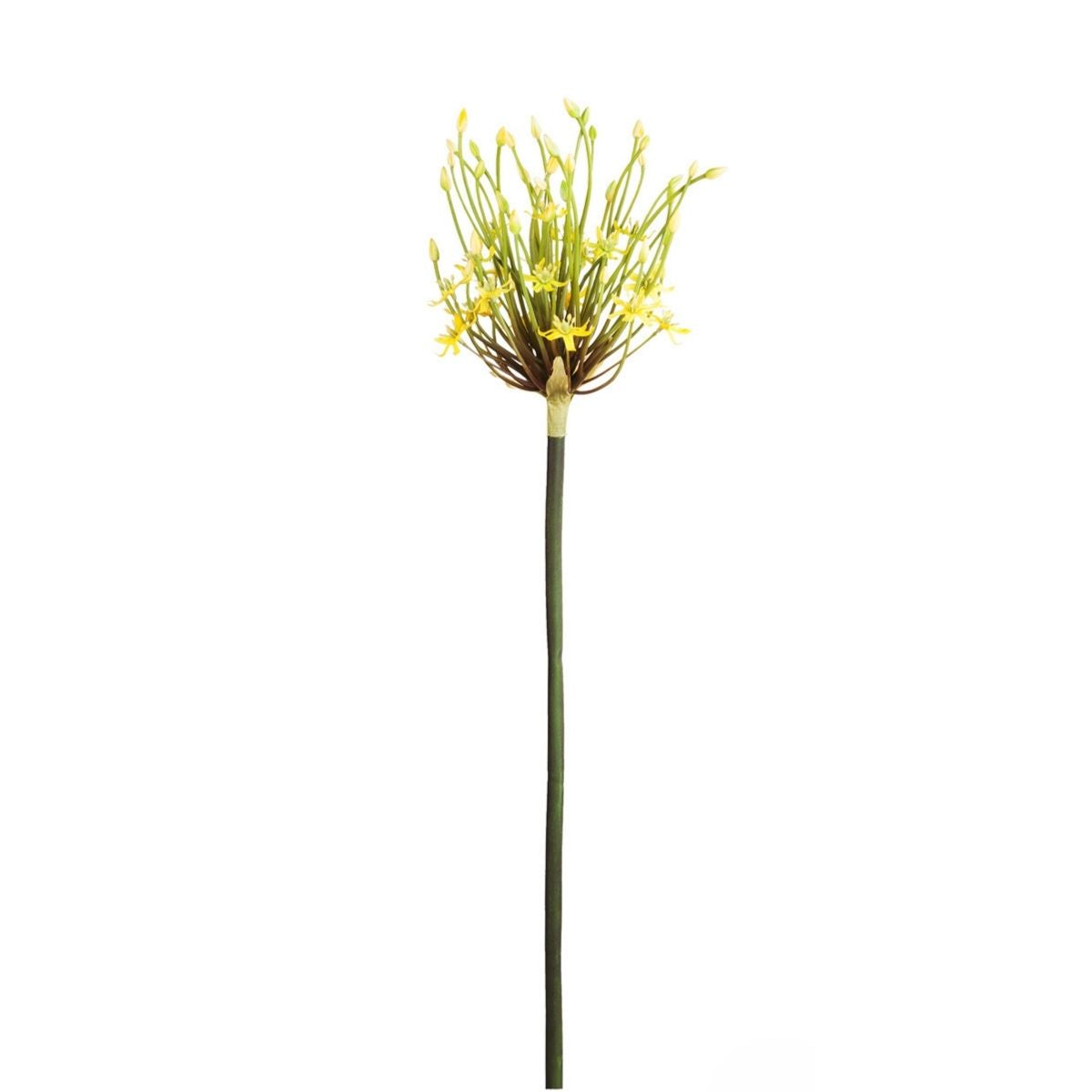 sia-noah-tige-allium-spider-blanc-100-cm image 2