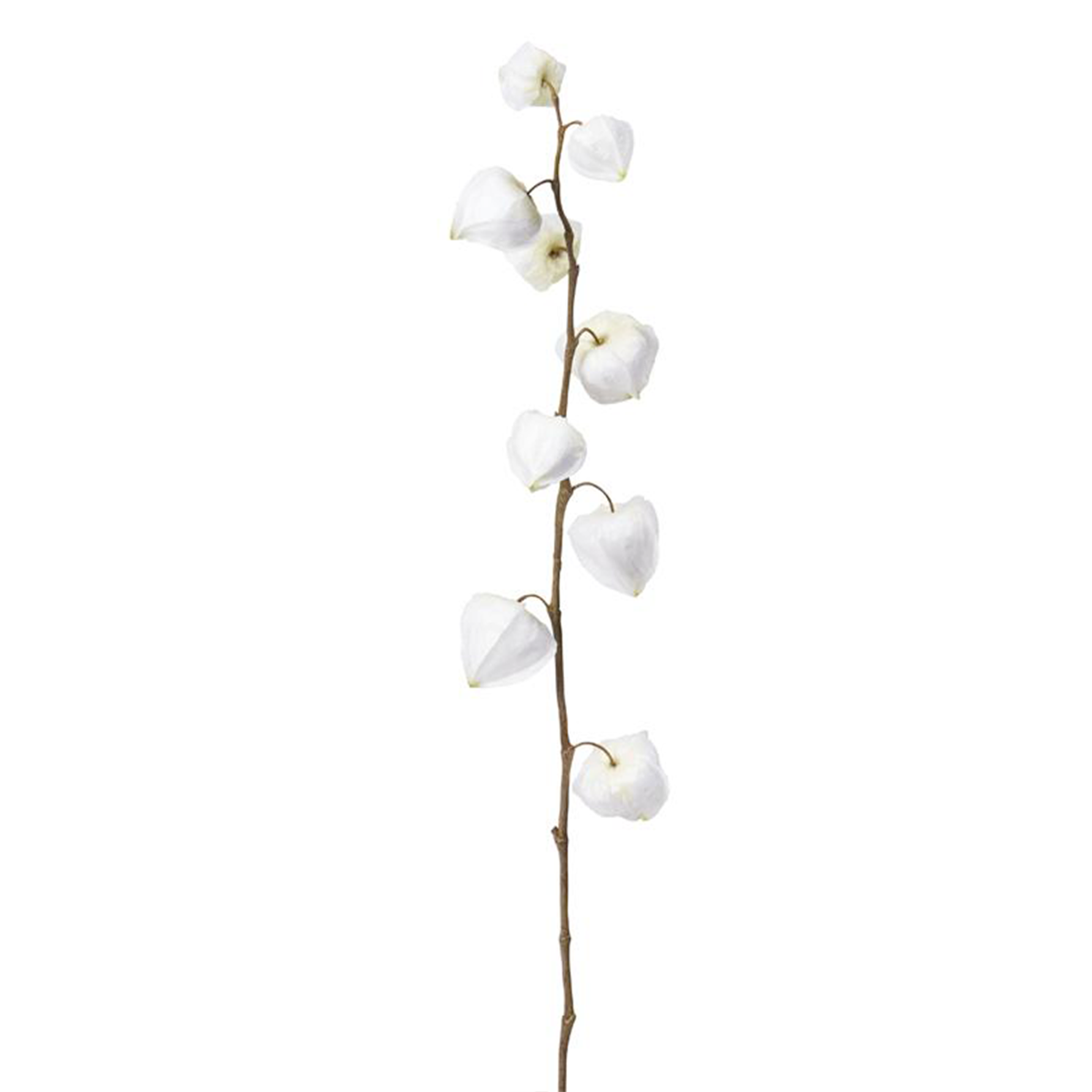 sia-noah-tige-physalis-rose-54-cm-fleur image 5