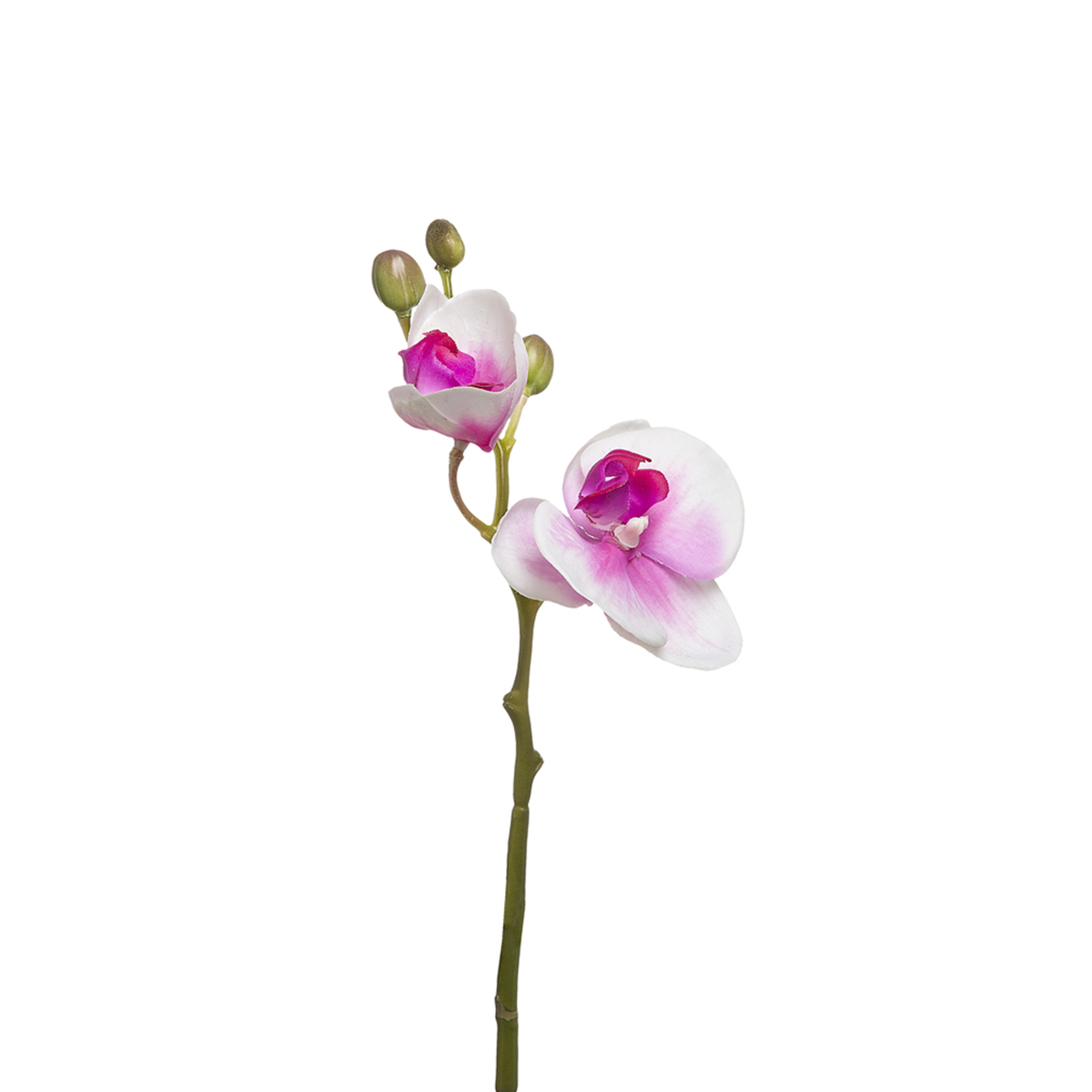 sia-deco-noah-orchid-e-phalaenopsis-forever-fleur-blanche-21-cm image 3