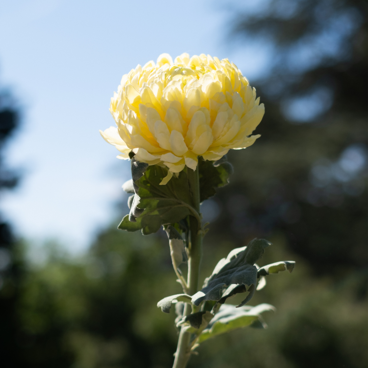 sia-noah-chrysanth-me-artificiel-86-cm-jaune-p-le image 3
