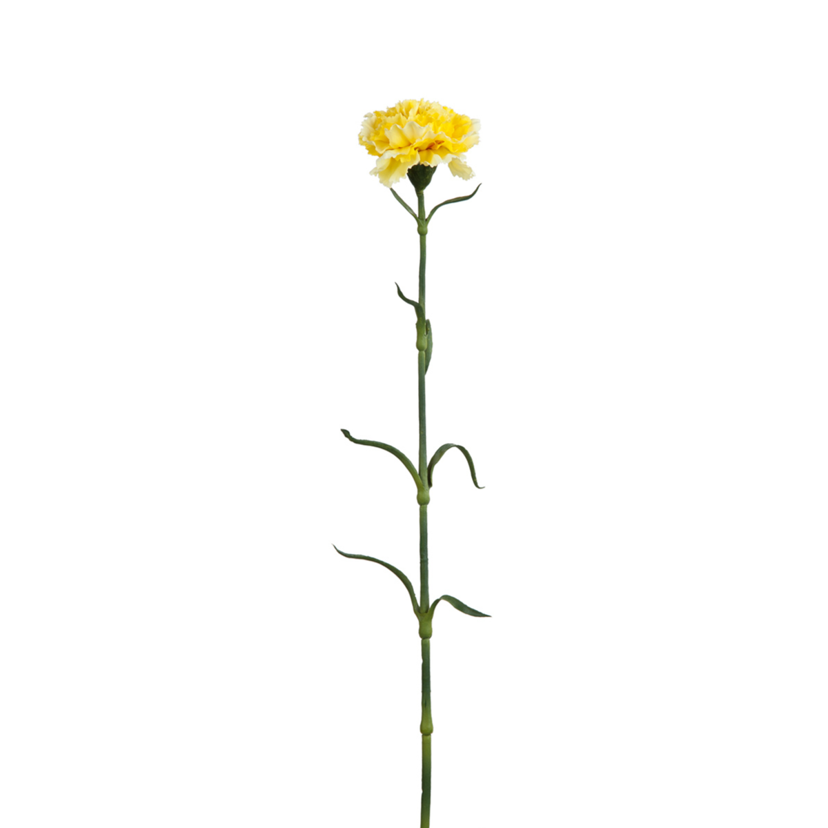 sia-noah-tige-oeillet-artificiel-55-cm-blanc-cr-me image 6