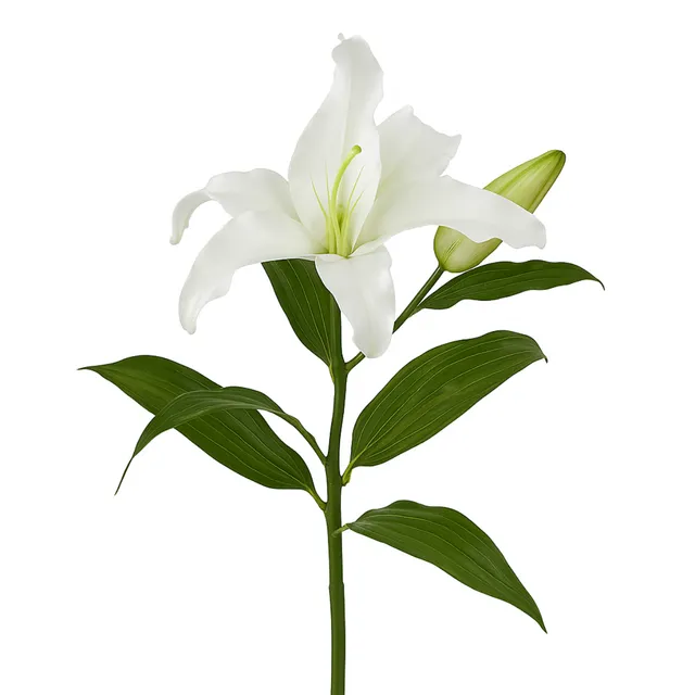 sia-noah-lys-casablanca-fleur-artificielle-65-cm-blanc image 1
