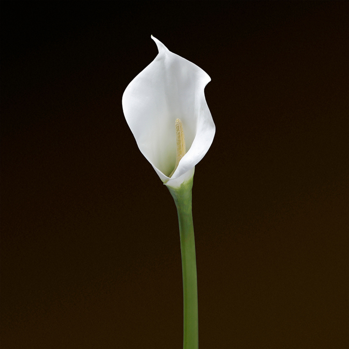 sia-deco-noah-tige-arum-artificielle-75cm-blanc image 2