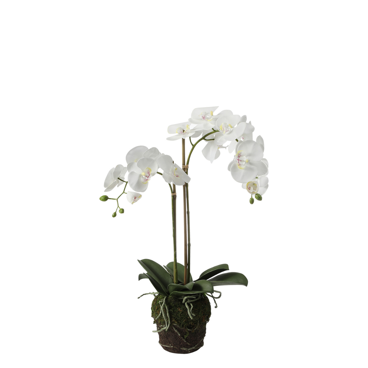 sia-deco-noah-orchid-e-phalaenopsis-artificielle-blanc-70-cm image 1