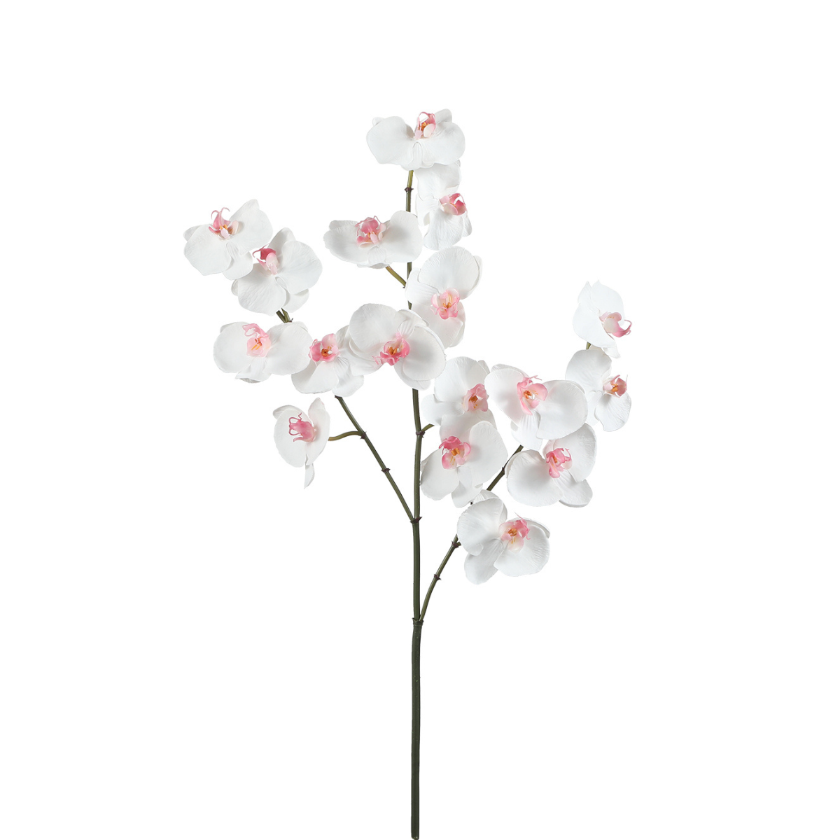 sia-noah-orchid-e-phalaenopsis-fleur-blanche-66-cm image 1