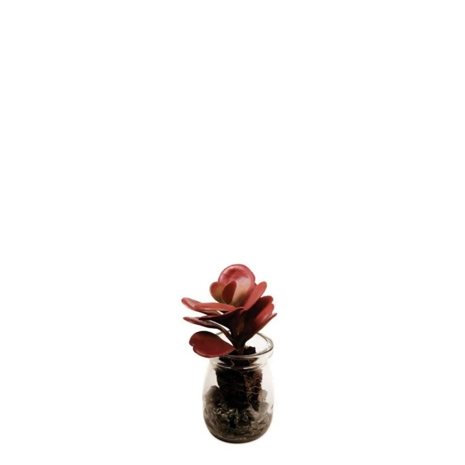 sia-noah-succulente-crassula-pot-bordeaux-13-cm image 1