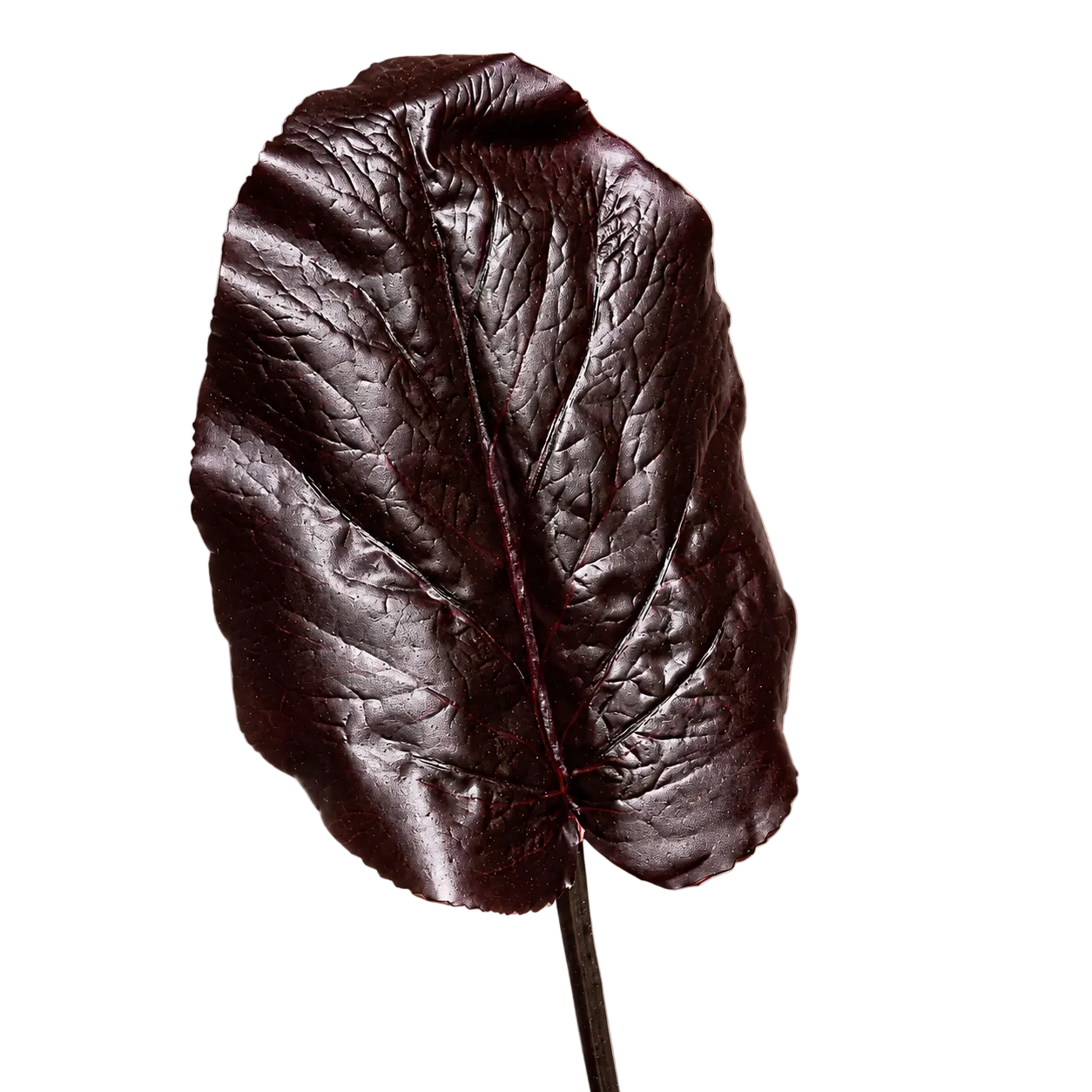 sia-noah-galax-feuille-artificielle-bordeaux-85-cm image 3