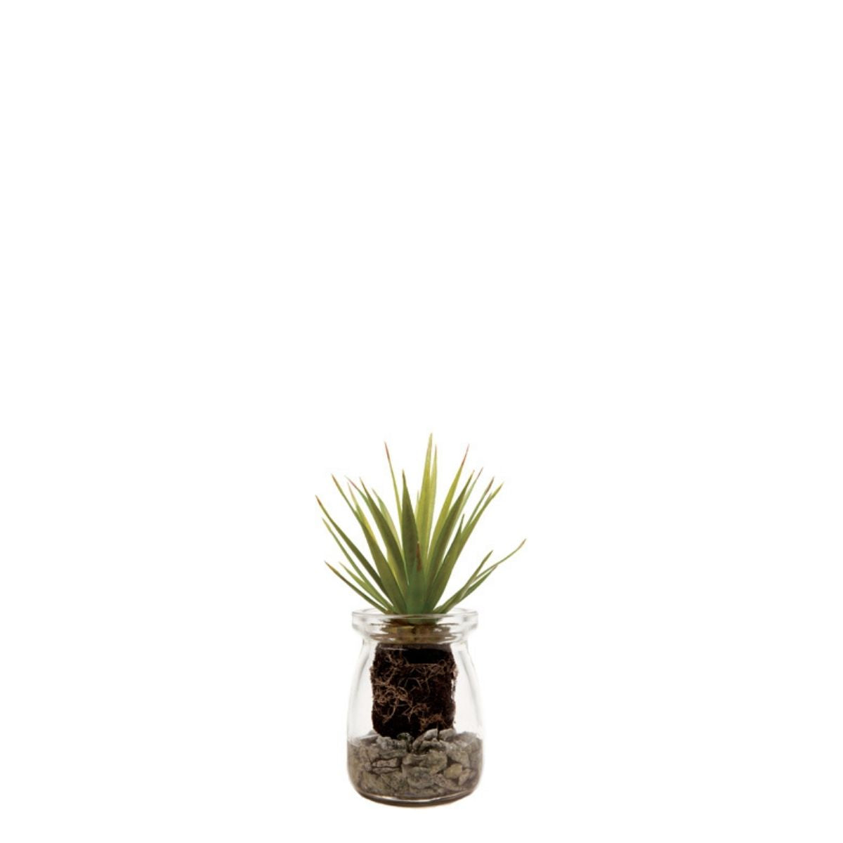 sia-deco-noah-succulente-aloe-vera-pot-plante-verte-13-cm image 1
