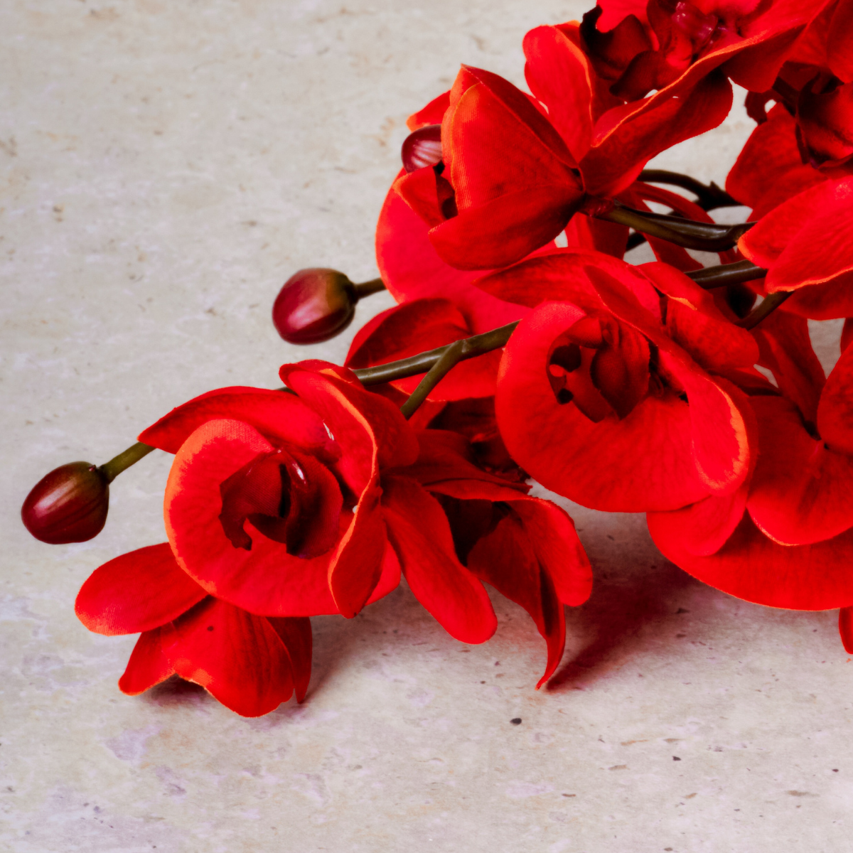 sia-noah-tige-d-orchid-e-phalaenopsis-forever-rouge-82-cm image 3