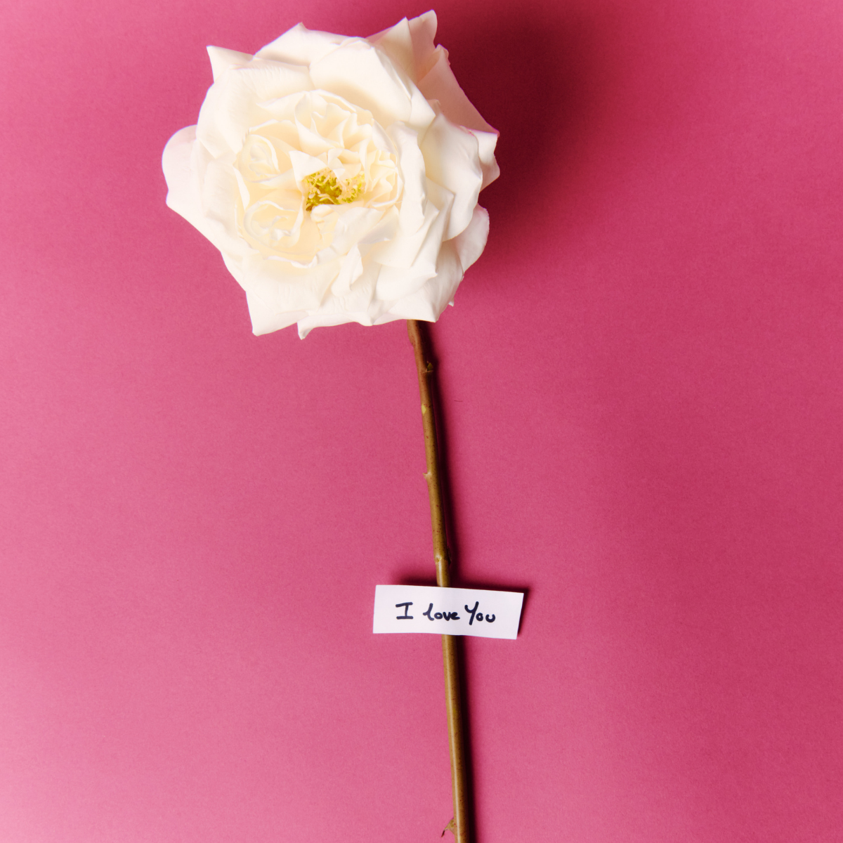 sia-deco-noah-tige-rose-sophia-65-cm-rose image 5