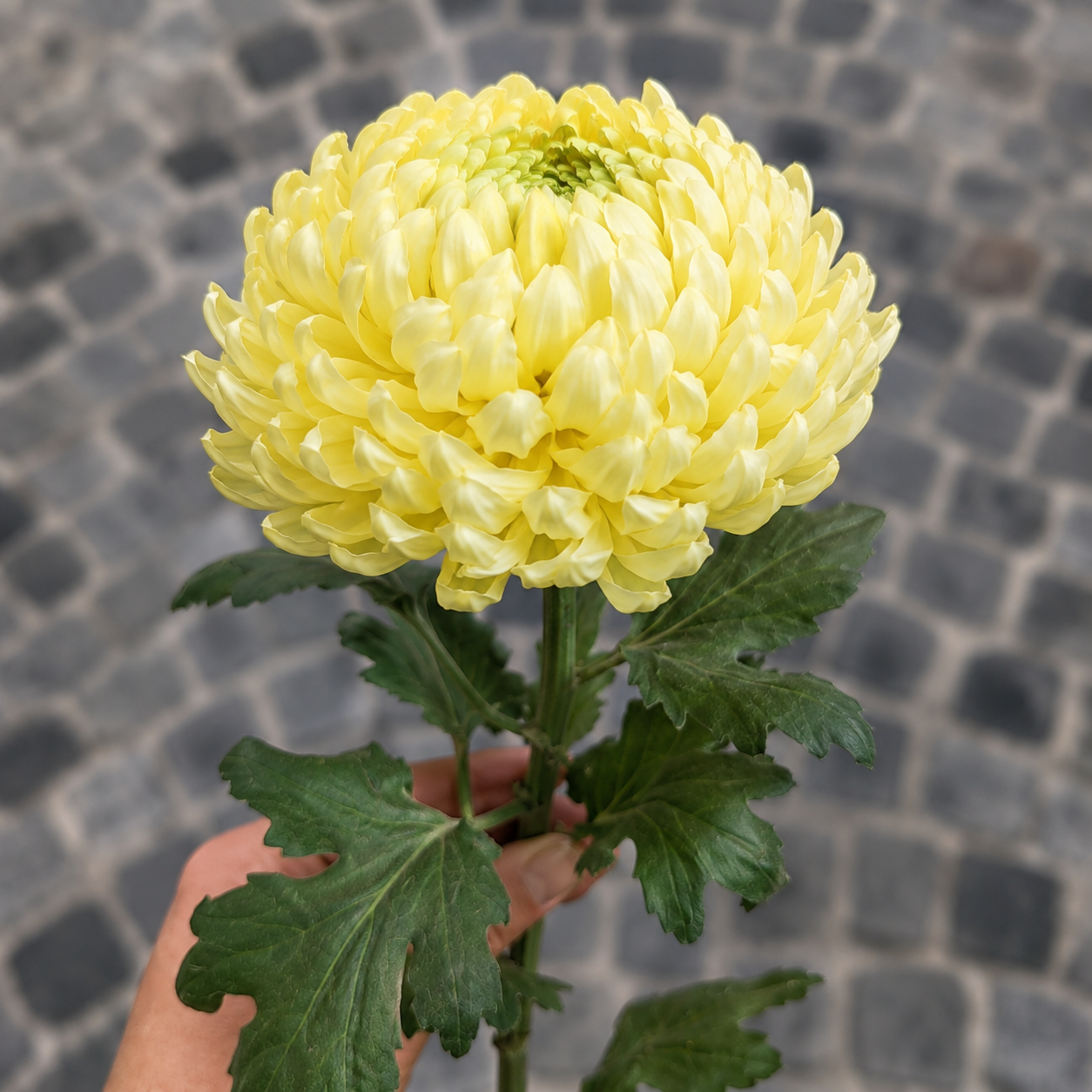 sia-noah-chrysanth-me-artificiel-86-cm-jaune-p-le image 4