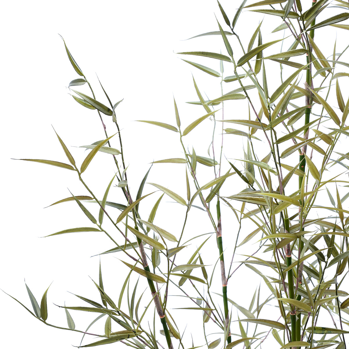 sia-deco-noah-arbre-bambou-en-pot-125-cm-vert image 3