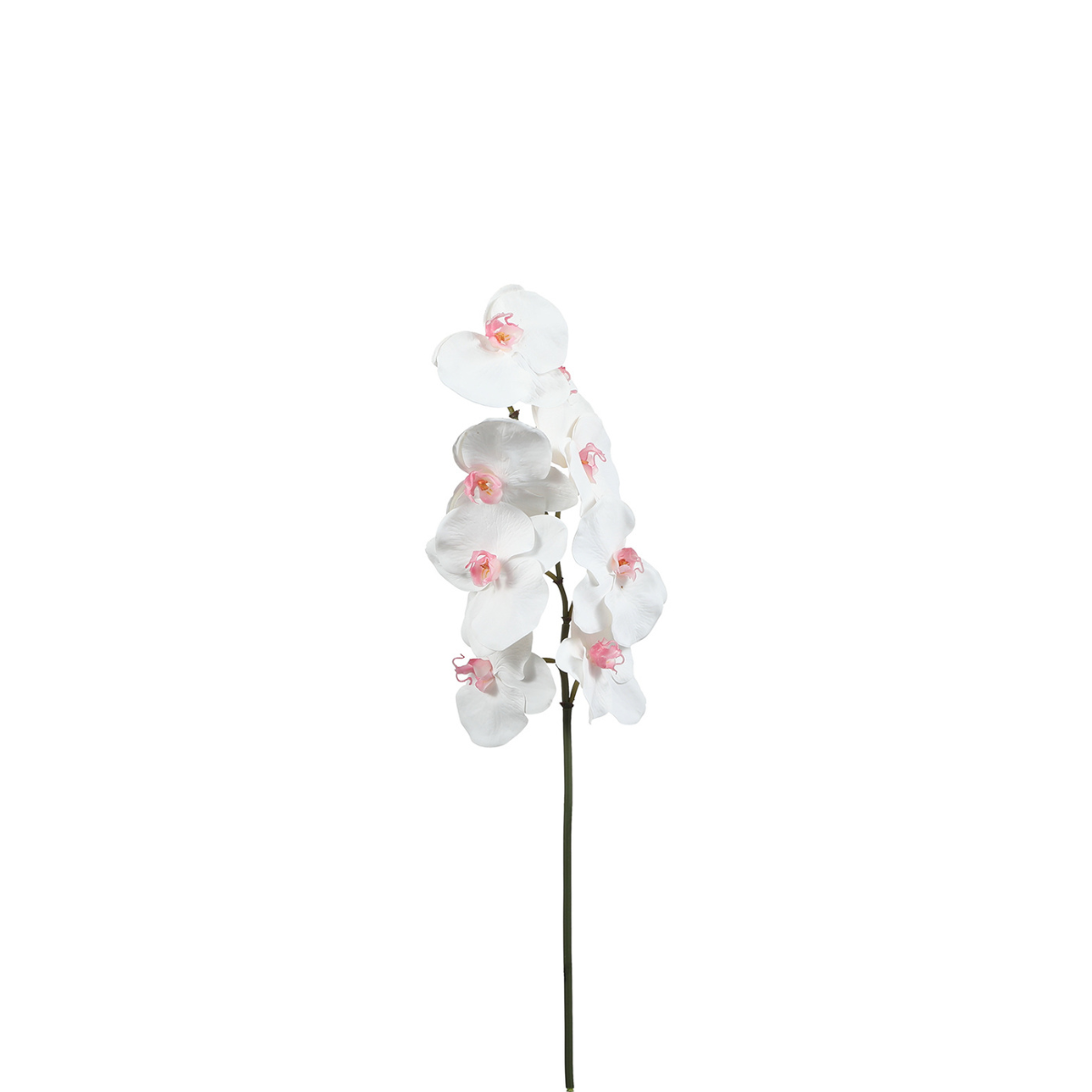 sia-noah-orchid-e-phalaenopsis-60cm-tige-blanc-rose image 1