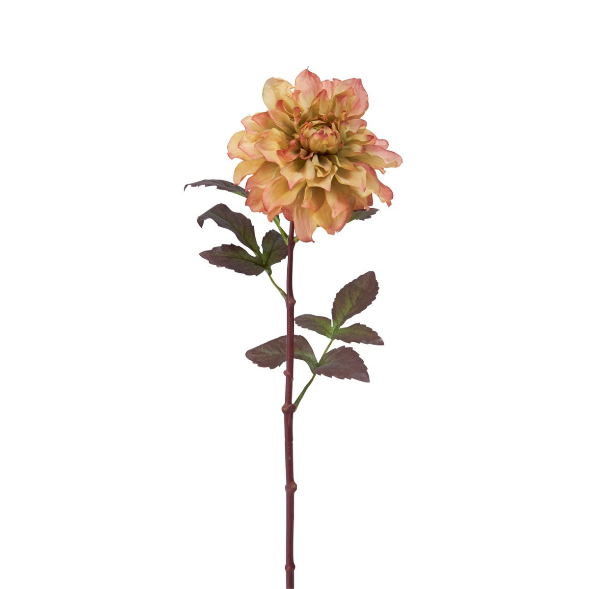 sia-noah-tige-dahlia-mayan-rose-framboise-58-cm image 4