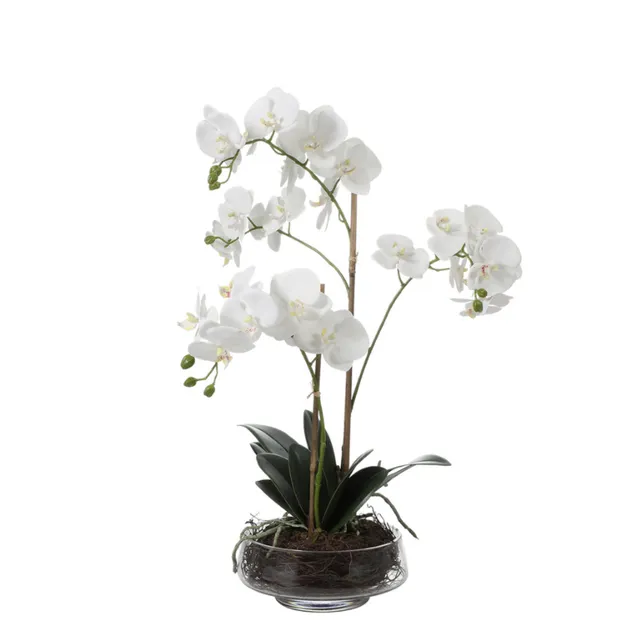 sia-deco-noah-lena-orchid-e-56-cm-plante-blanc-2-branches image 1