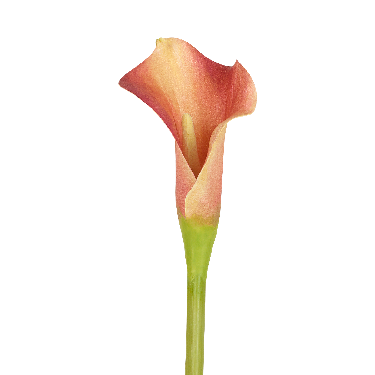 sia-noah-arum-kelly-artificiel-52-cm-orange image 3