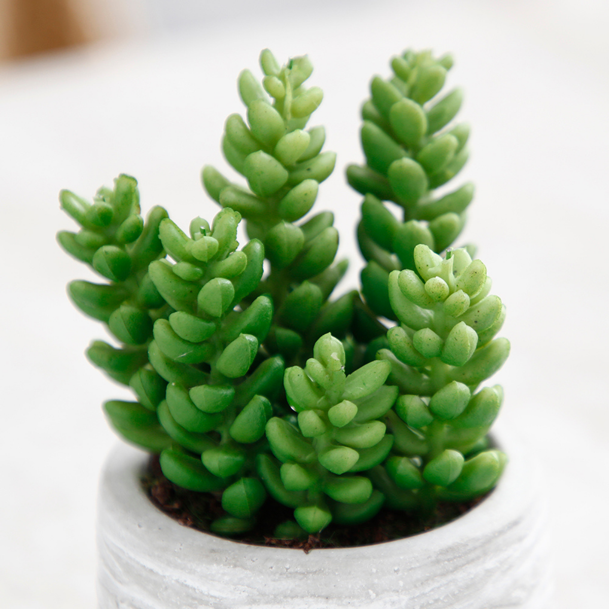 sia-noah-succulentes-plante-artificielle-pot-gris-14-cm image 8