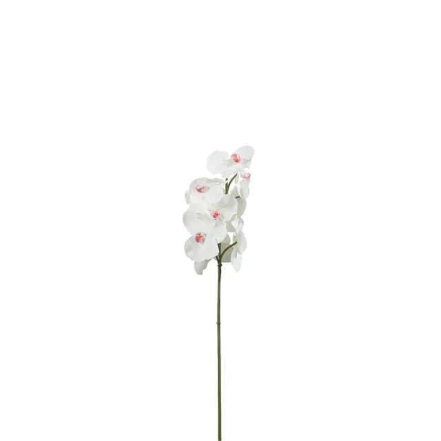 sia-noah-bandailan-tige-orchid-e-blanche-60-cm image 1