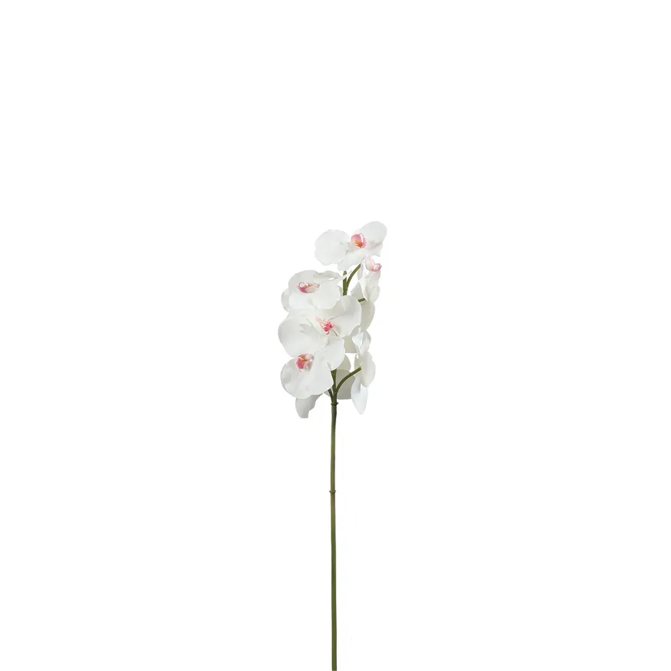 sia-noah-bandailan-tige-orchid-e-blanche-60-cm image 1