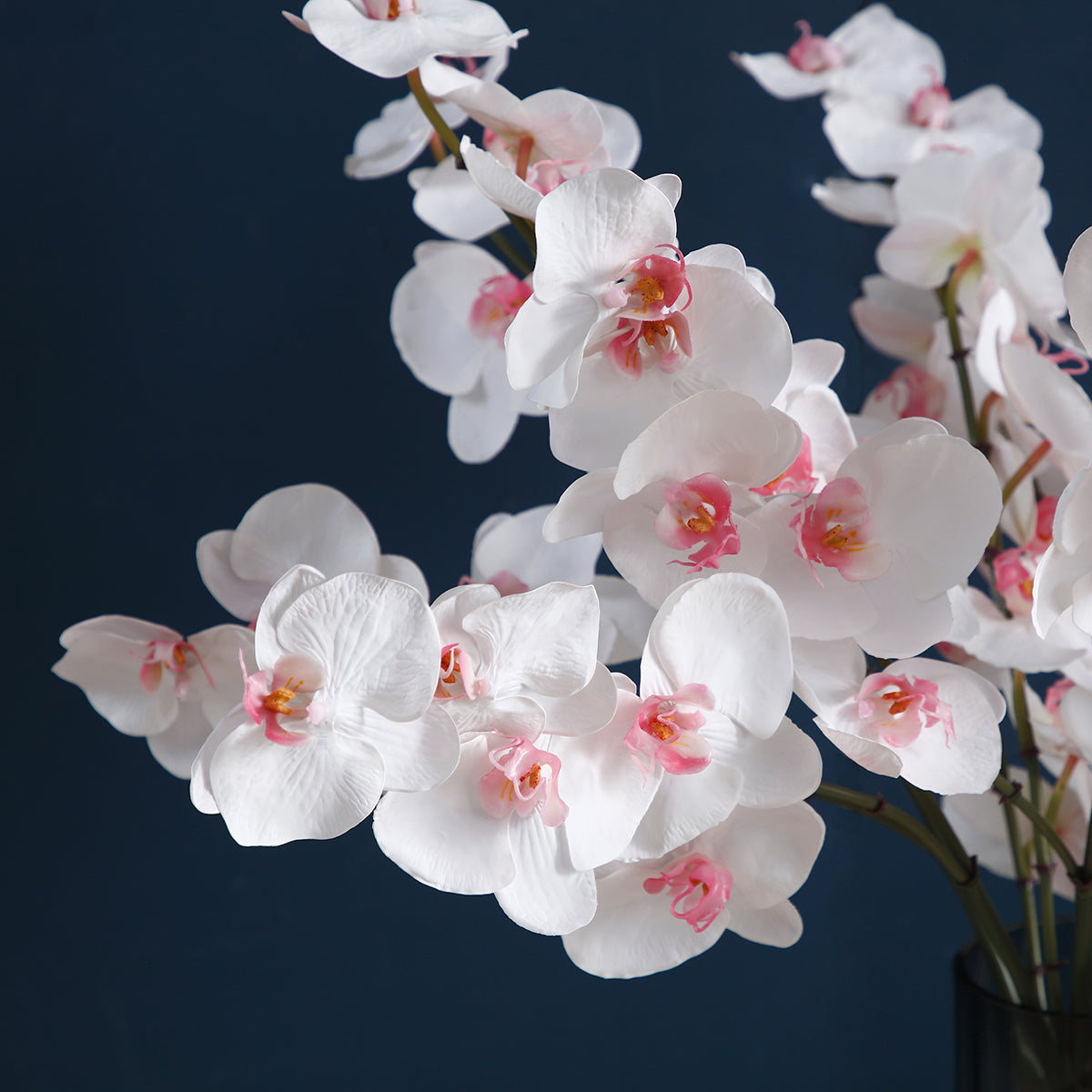 sia-noah-orchid-e-phalaenopsis-fleur-blanche-66-cm image 4