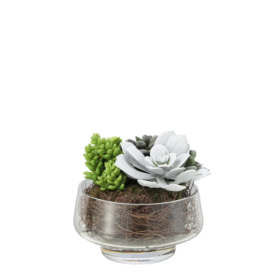 sia-noah-composition-succulentes-vase-verre-vert image 1