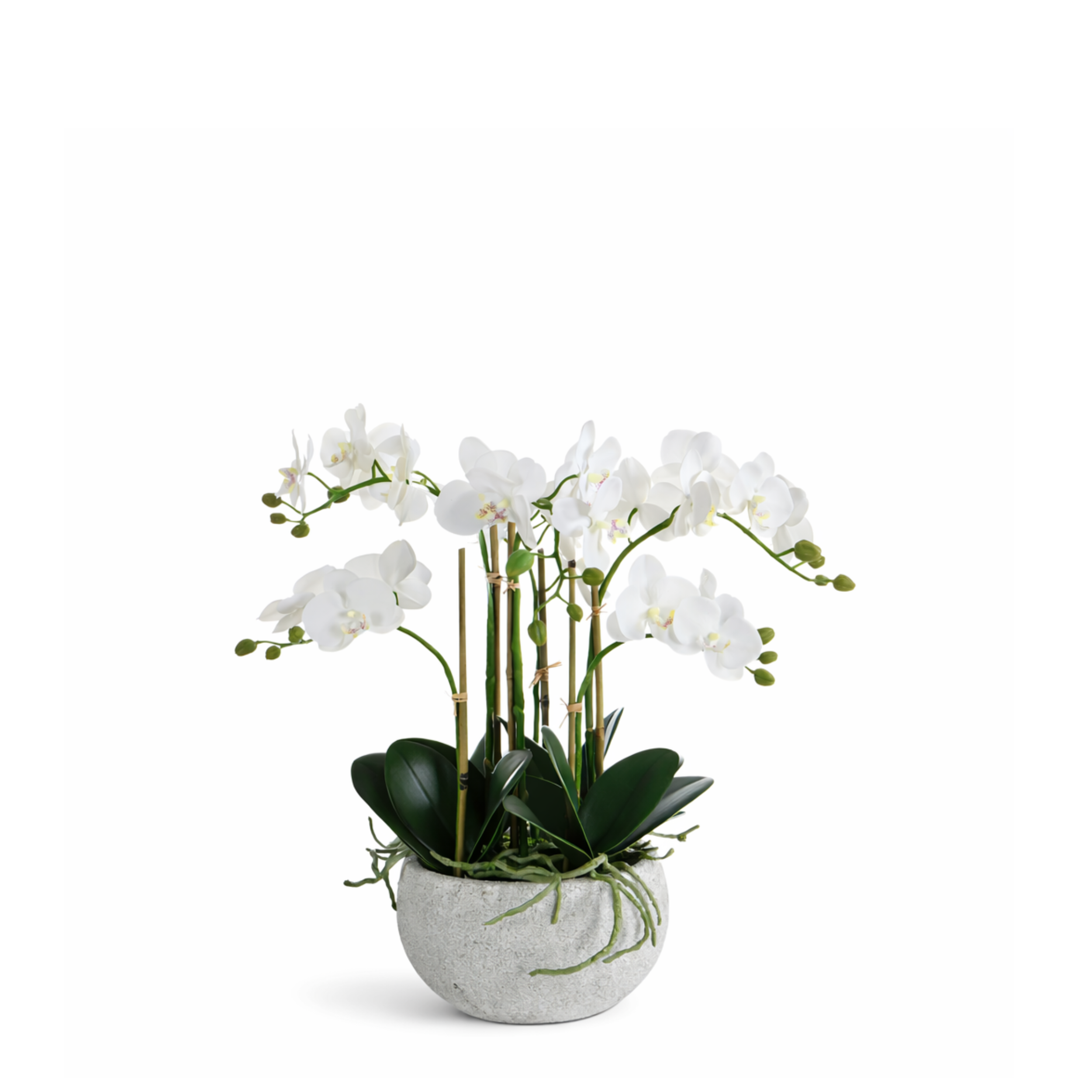 sia-noah-s-r-na-composition-orchid-e-blanche-45-cm image 1