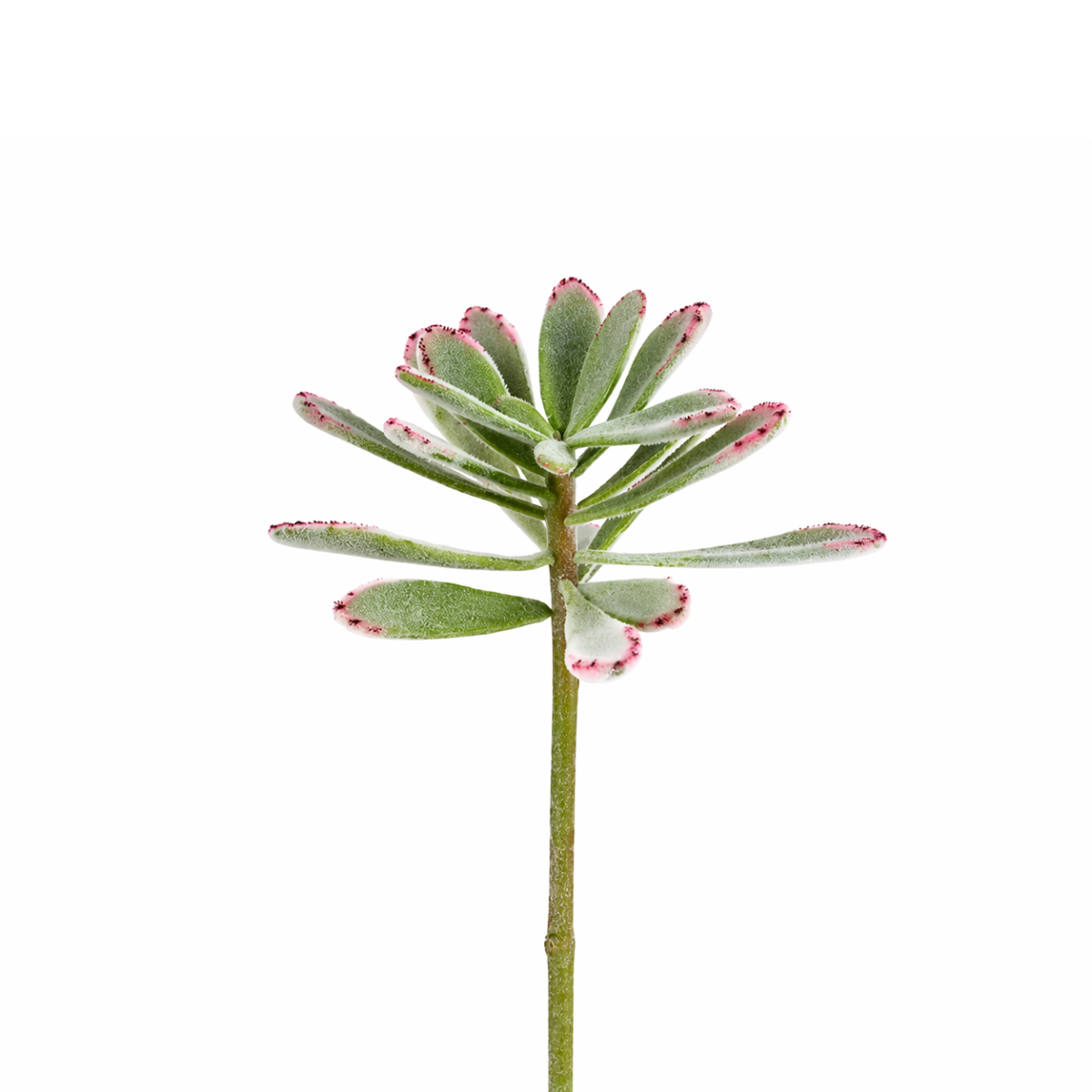 sia-noah-panda-tige-piquer-verte-24-cm-succulente image 1