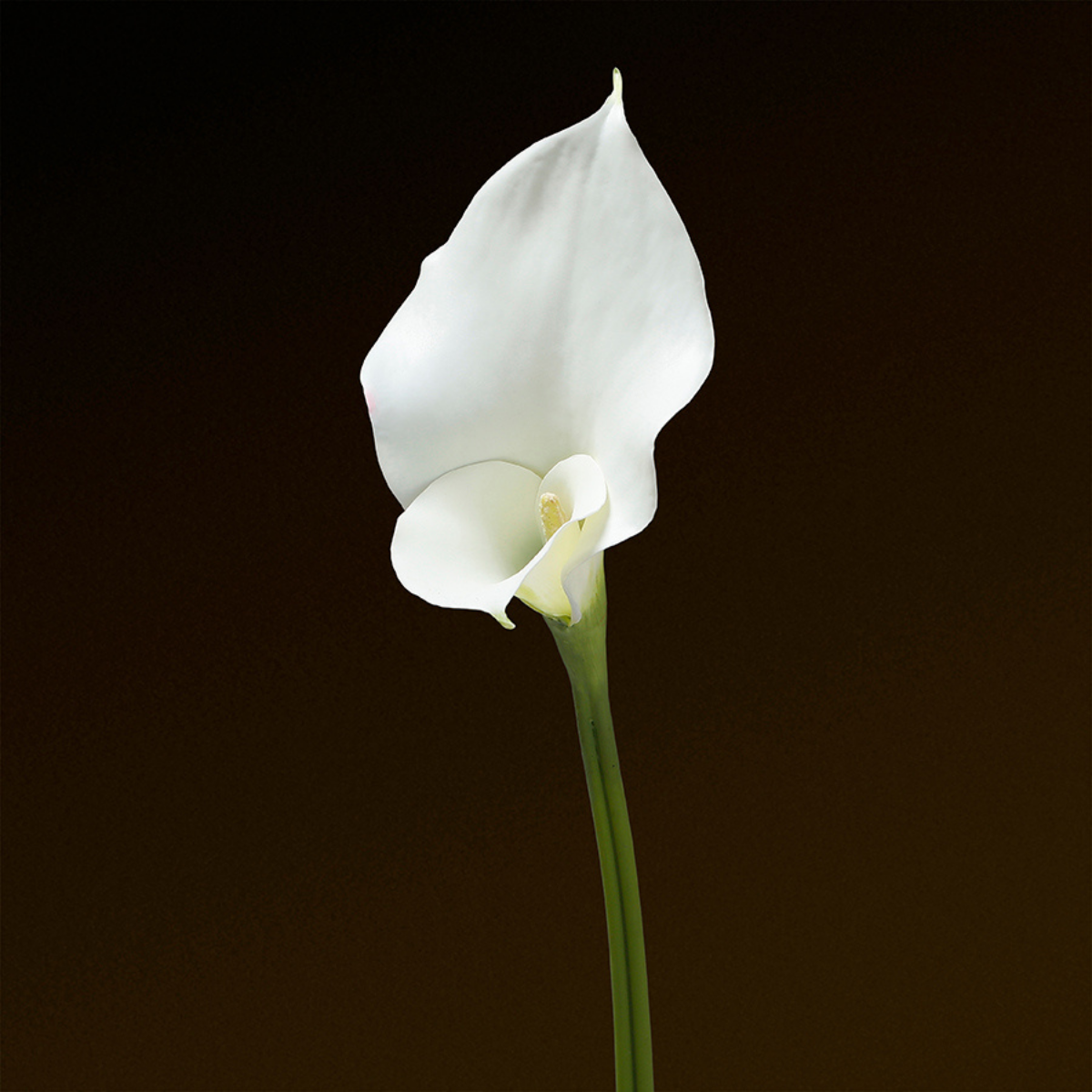sia-noah-tige-arum-75-cm-fleur-artificielle-blanc-premium image 7
