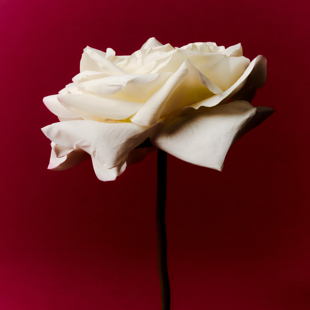 sia-deco-noah-tige-rose-sophia-65-cm-rose image 4
