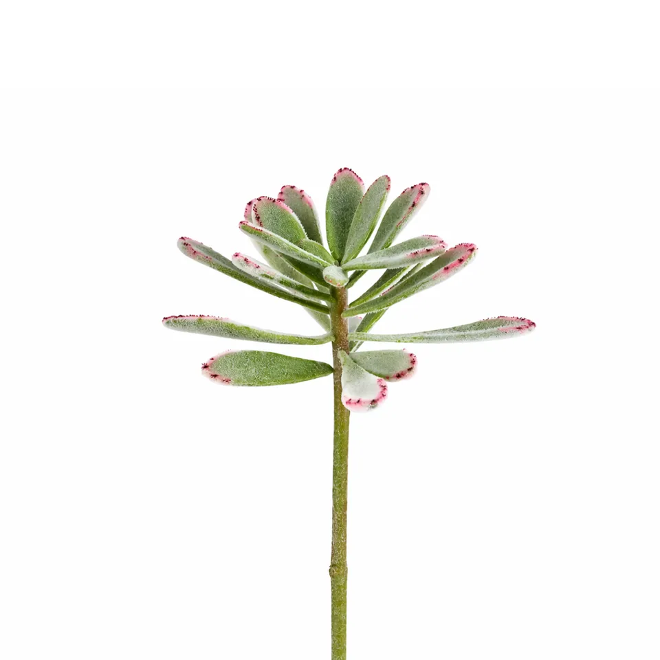 sia-noah-panda-tige-piquer-verte-24-cm-succulente image 1