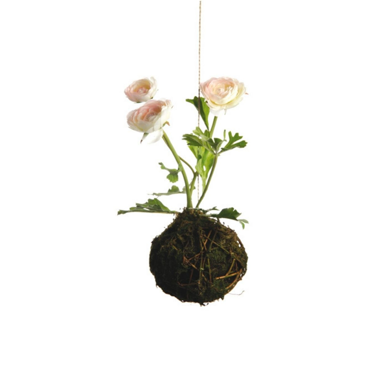 sia-noah-suspension-renoncules-composition-rose-p-le-25-cm image 1