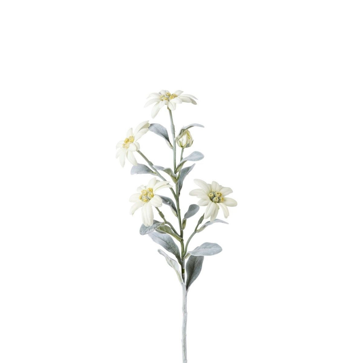 sia-noah-edelweiss-tige-fleur-blanche-45-cm image 1