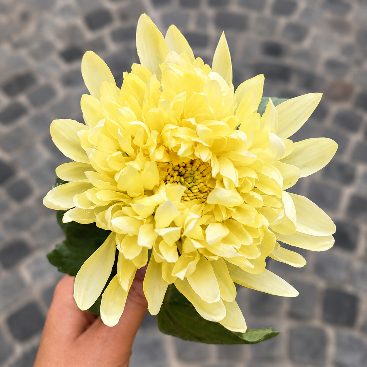 sia-deco-noah-tige-chrysanth-me-mum-jaune-47-cm image 3